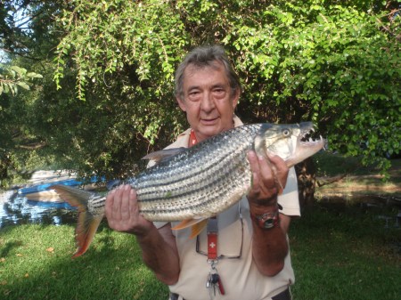 ZAMBIA 47 KAFUE SUR. MI "TIGER FISH" 5 KILOS 100 GRAMOS , EL MAS COMBATIVO DE TODOS LOS PECES