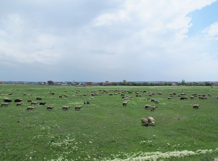 RUMANIA 3. A LAS AFUERAS DE LA CIUDAD DE CALAFAT