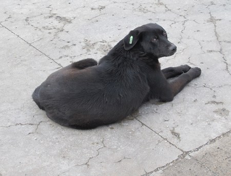 RUMANIA 67. PERROS MARCADOS 2