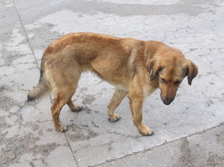 RUMANIA 67. PERROS MARCADOS 3