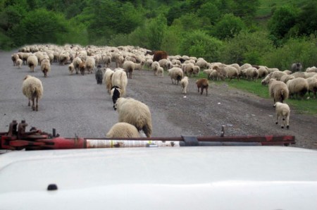 GEORGIA 110. (EN RUTA ANANURI) VEMOS MUCHAS OVEJAS, PORQUE EN ESTA REGION SE HACEN LOS GORROS COSACOS