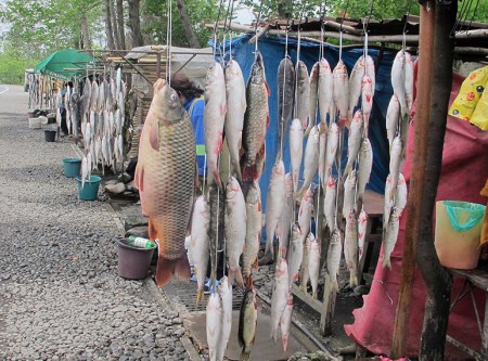 GEORGIA 17. HAY LUCIOS, CARPAS, PERCAS, ALOSAS Y MUCHOS MAS