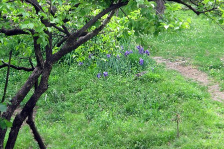 GEORGIA 22. TODO ES MUY VERDE NOS RECUERDA GALICIA