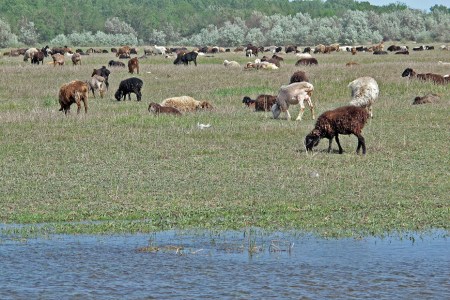 RUSIA 1° ENTRADA 57.(EL DELTA DEL VOLGA) OVEJAS KARAKUL MUY APRECIADAS PORQUE DE SUS CRIAS SE OPTIENE LA FAMOSA PIEL DE ASTRACAN