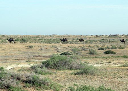 KAZAQUISTAN 1° ENTRADA 21. (EN RUTA A ATYRAOU) VEMOS CAMELLOS DE ESTEPA AUN CON PALAJE DE INVIERNO