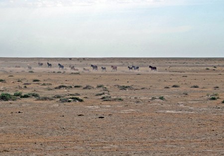 KAZAQUISTAN 1° ENTRADA 31. (EN RUTA A ATYRAOU) LOS CABALLOS ESTAN REPARTIDOS POR TODA LA ESTEPA