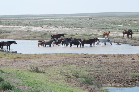 KAZAQUISTAN 1° ENTRADA 33. (EN RUTA A ATYRAOU) CABALLOS 3