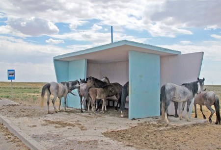 KAZAQUISTAN 1° ENTRADA 35. (EN RUTA A ATYRAOU) LOS CABALLOS ESPERANDO EL AUTOBUS