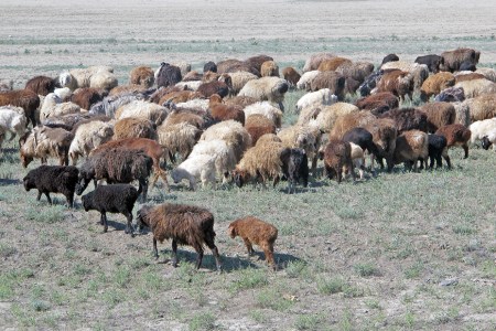 KAZAQUISTAN 1° ENTRADA 64. (CON DESTINO A UZBEKISTAN) OVEJAS DE LA RAZA KARAKUL DE SUS FETOS SE SACA LA COTIZADA PIEL DE ASTRACAN