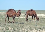 KAZAQUISTAN 1° ENTRADA 68. (CON DESTINO A UZBEKISTAN) DROMEDARIOS AUN CON EL PELAJE DE INVIERNO
