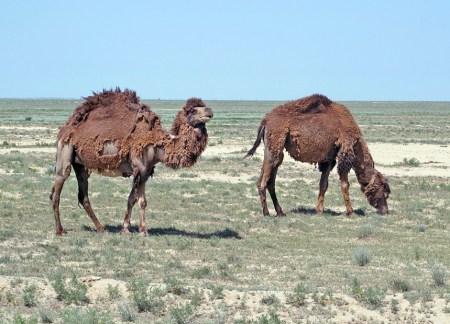KAZAQUISTAN 1° ENTRADA 68. (CON DESTINO A UZBEKISTAN) DROMEDARIOS AUN CON EL PELAJE DE INVIERNO