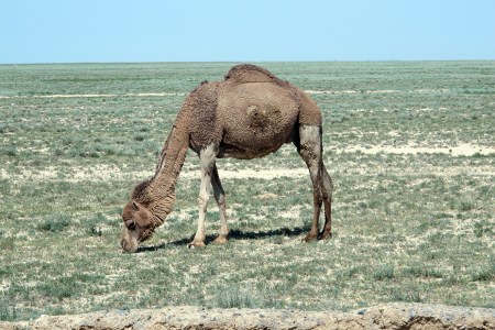 KAZAQUISTAN 1° ENTRADA 69. (CON DESTINO A UZBEKISTAN) LOS DROMEDARIOS SON DISTINTOS A LOS SAHARIANOS