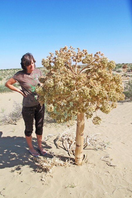 UZBEKISTAN 139 (EL DESIERTO DE KYZYL KUN) LA VEGETACION ES MUY RARA, DE LOS MUCHOS DESIERTOS QUE HEMOS VISITADO NO HEMOS VISTO NADA IGUAL