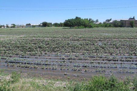 UZBEKISTAN 227 (LA VIDA EN SAMARCANDA) AUNQUE FALTA EL AGUA EL SISTEMA DE REGADIO DEL ALGODON SE HACE POR INUNDACION