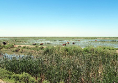 UZBEKISTAN 27 (HUMEDALES CERCA DE MOYNAQ) CREADOS ARTIFICIALMENTE POR UN PEQUENO ANTIGUO AFLUENTE DE MAR DE ARAL