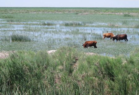 UZBEKISTAN 30 (HUMEDALES CERCA DE MOYNAQ) SON UN BALON DE OXIGENO PARA LA POBRE ECONOMIA DE LA REGION
