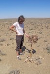 UZBEKISTAN 65 (SHILPIQ) UNA CURIOSA PLANTA DEL DESIERTO DE QUM QIZIL