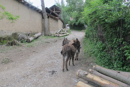 KIRGUISTAN 107 (ARSLANBOB, HACIA LAS CASCADAS SAGRADAS) ESTO LE LLAMAN CAMINO DE BURROS