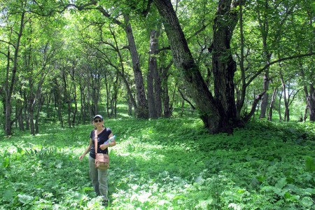 KIRGUISTAN 121 (ARSLANBOB, EN EL BOSQUE DE NOGALES) CON SUS 11.000 HECTAREAS, EL BOSQUE DE NOGALES DE ARSLANBOB ES EL MAYOR EN EL MUNDO