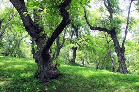 KIRGUISTAN 122 (ARSLANBOB, EN EL BOSQUE DE NOGALES) SE ENCUENTRA EN ALTITUDES QUE VARÍAN ENTRE LOS 1.500 Y 2.000 METROS SOBRE EL NIVEL DEL MAR