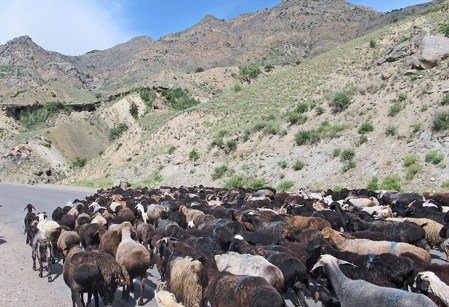 KIRGUISTAN 133 (DE ARSLANBOB A BALYKCHY) ENCONTRAMOS MUCHOS REBAÑOS POR LA CARRETERA