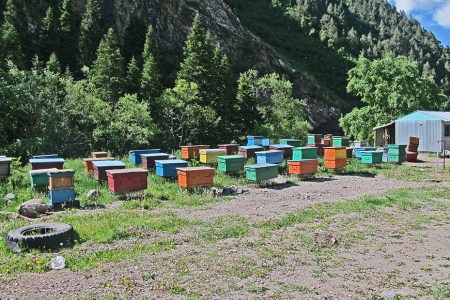 KIRGUISTAN 148 (DE ARSLANBOB A SUUSAMYR) REGION DEL RIO ITAGAR, AQUI SE PRODUCE LA MAYORIA DE LA MIEL DEL PAIS