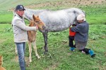 KIRGUISTAN 197 (DE KAIYRMA A BALYKCHY) MANTIENEN LA CRIA AL LADO DE LA YEGUA PARA QUE ESTA NO SE MUEVA