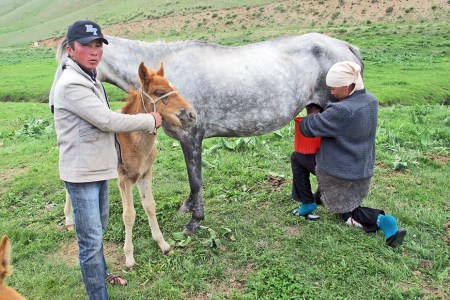 KIRGUISTAN 197 (DE KAIYRMA A BALYKCHY) MANTIENEN LA CRIA AL LADO DE LA YEGUA PARA QUE ESTA NO SE MUEVA