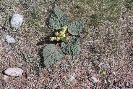 KIRGUISTAN 51 (PAMIR, EL VALLE DE ALAI) LAS FLORES SON POCO FRECUENTES