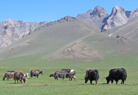 KIRGUISTAN 52 (PAMIR, EL VALLE DE ALAI) EL YAK (BOS MUTUS) ES UN BOVIDO DE GRAN TAMAÑO Y PELAJE LANOSO, NATIVO DE LAS MONTAÑAS DE ASIA CENTRAL