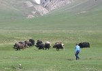 KIRGUISTAN 53 (PAMIR, EL VALLE DE ALAI) EL YAK VIVE EN LAS ALTIPLANICIES ESTEPARIAS Y FRIAS DESIERTOS DEL TIBET Y PAMIR Y ENTRE LOS 4.000 Y 6.000 METROS DE ALTITUD