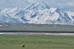 KIRGUISTAN 73 (PAMIR, HACIA LA FRONTERA CHINA) AL DERECHA DE LA IMAGEN HAY UNA MARMOTA