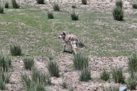 KIRGUISTAN 90 (AL OESTE DE MASIVO DE FERGANA) ES UN ANIMAL VIEJO Y ESTA CAMBIANDO EL PELO
