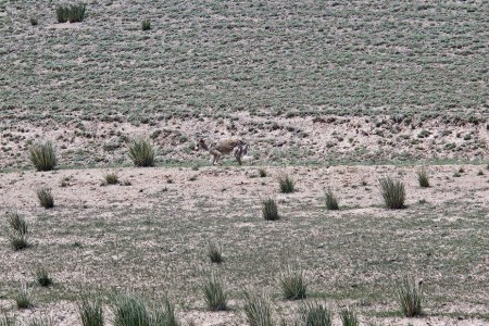 KIRGUISTAN 91 (AL OESTE DE MASIVO DE FERGANA) ESTE ANIMAL ES MUY HUIDIZO, POR LO VISTO SE VEN CON FRECUENCIA POR LA REGION