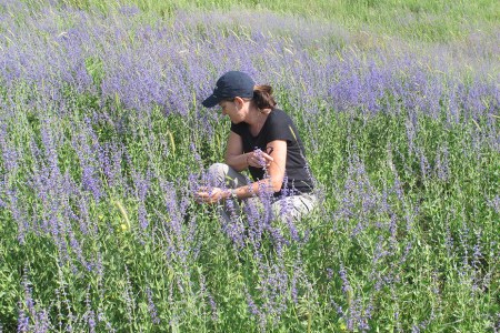 KIRGUISTAN 96 (HACIA ARSLANBOB) HAY PRADOS CON MUCHAS FLORES