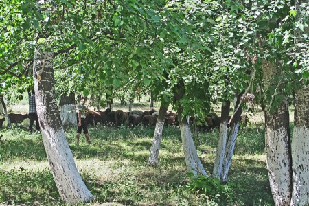 UZBEKISTAN 295 (HACIA TASKENT) VEMOS BASTANTE PASTOREO