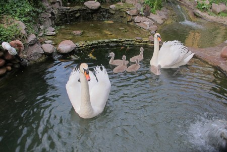 UZBEKISTAN 307 (TASKENT) HAN CRIADO EN MEDIO DE LA CIUDAD