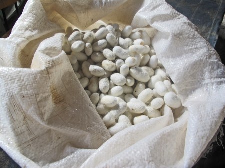 UZBEKISTAN 342 (MARGILON) FABRICA DE SEDA YODGORLIK, LOS CAPULLOS FORMADOS POR EL GUSANO BOMBYX MORI