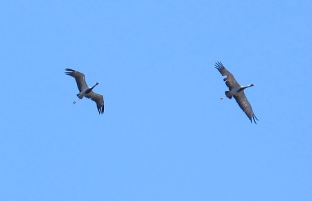 KAZAQUISTAN -2° ENTRADA 32 (EL LAGO ALAKOL) LA GRULLA SIBERIANA (GRUS LEUCOGERANUS) SE REPRODUCE E INVERNA EN HUMEDALES, DONDE SE ALIMENTA DE BROTES Y RAICES
