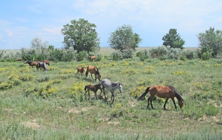 KAZAQUISTAN -2° ENTRADA 38 ( EL LAGO ALAKOL) UN LUGAR IDEAL PARA LOS CABALLOS