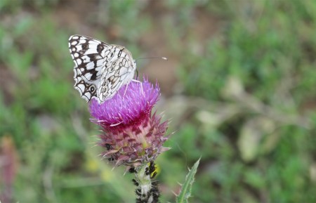 KAZAQUISTAN -2° ENTRADA 40 ( EL LAGO ALAKOL) PARA EL RECUERDO