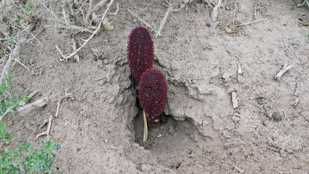 KIRGUISTAN 238 (EL LAGO ISSYK KUL) NO SABEMOS QUE SETA ES, PARECE A UNA XYLOSPHAERA