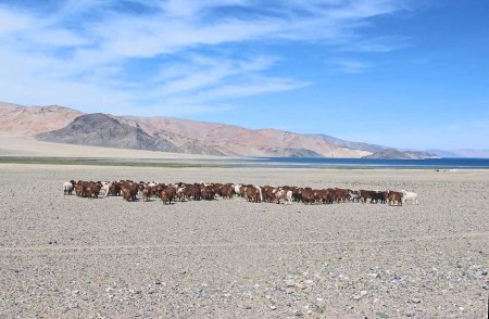 MONGOLIA 16. REBANOS DE OBEJAS Y CABRAS EN EL LAGO TOLBO
