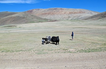 MONGOLIA 25 (HACIA KHOVB) PASTOR DE JAKS