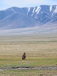 MONGOLIA 27 (HACIA KHOVB) LOS CRIOS EN LA MESETA VIVEN PRACTICAMENTE SIN AMIGUITOS