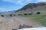 MONGOLIA 28 (HACIA KHOVB) UN GRUPO DE JAKS EN NUESTRO CAMINO