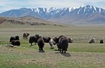 MONGOLIA 29 (HACIA KHOVB) LOS JAKS SOLO LOS HEMOS VISTO EN LA MESETA