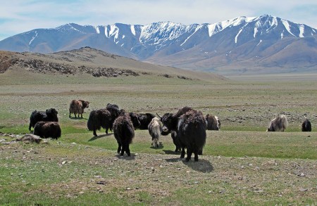 MONGOLIA 29 (HACIA KHOVB) LOS JAKS SOLO LOS HEMOS VISTO EN LA MESETA