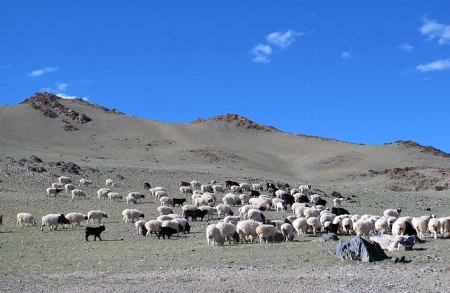 MONGOLIA 3 (DIERECCION A OIGLI) A PARTE DE VER ALGUNOS REBANOS DE OVEJAS LA ZONA ES MUY SOLITARIA