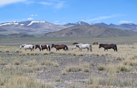 MONGOLIA 31 (HACIA KHOVB) ESTE TIPO DE CABALLO HA SUSTITUIDO PROGRESIVAMENTE AL PRZEWALSKI O SALVAJE MONGOL